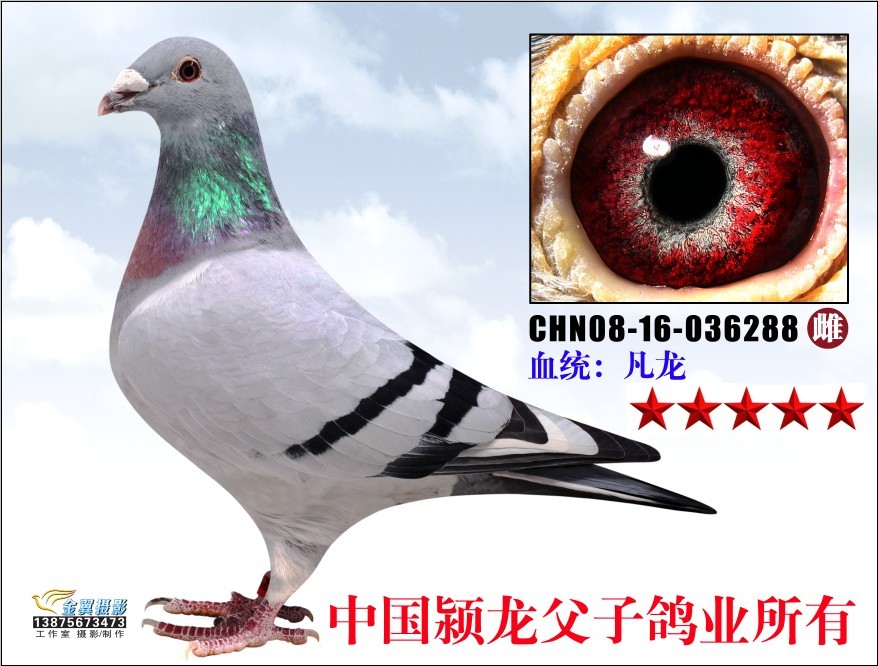 凡龙288_中国颍龙父子鸽业_ag188.com爱鸽商城_中国信鸽信息网