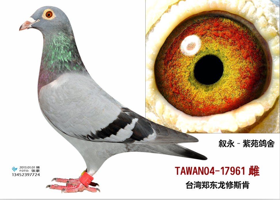 东龙taiwan04-17961_紫苑鸽舍_ ag188.com爱鸽商城_中国信鸽信息网