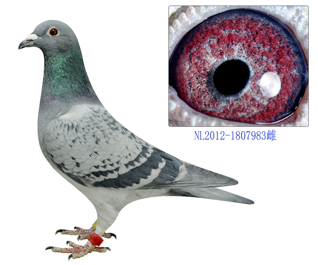 盖斯·彼得斯原舍