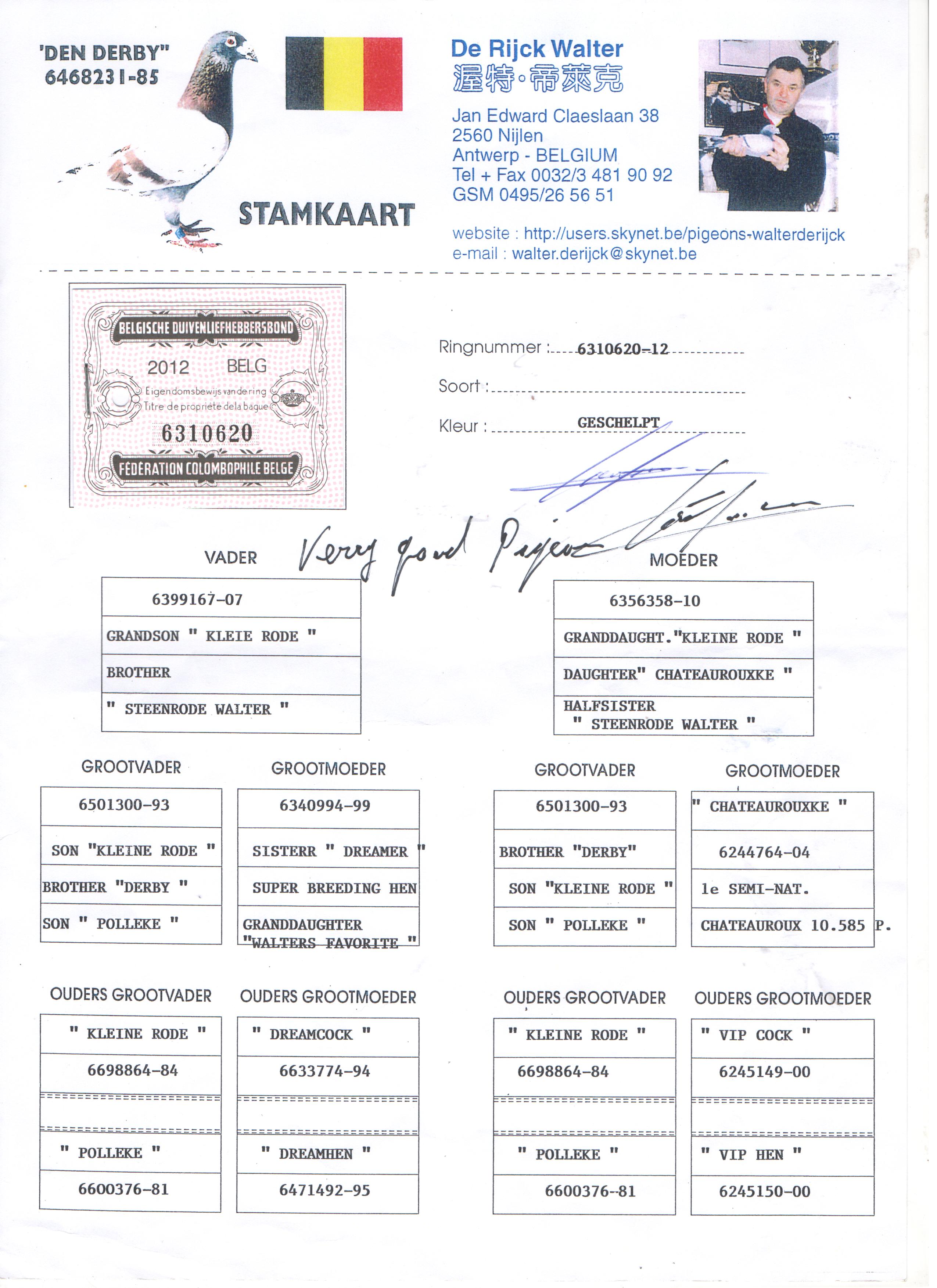 com爱鸽商城_中国信鸽信息网