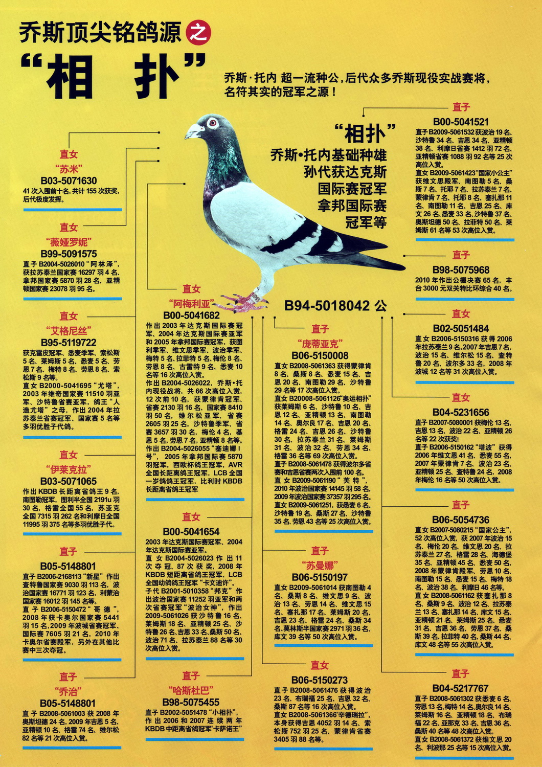 乔斯.托内原舍【大名鸽】介绍 2
