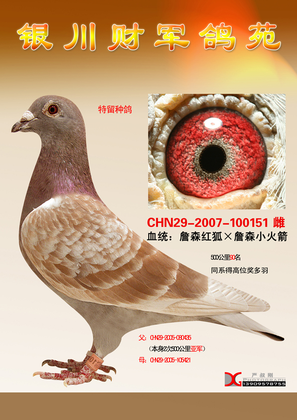 詹森红狐×詹森小火箭