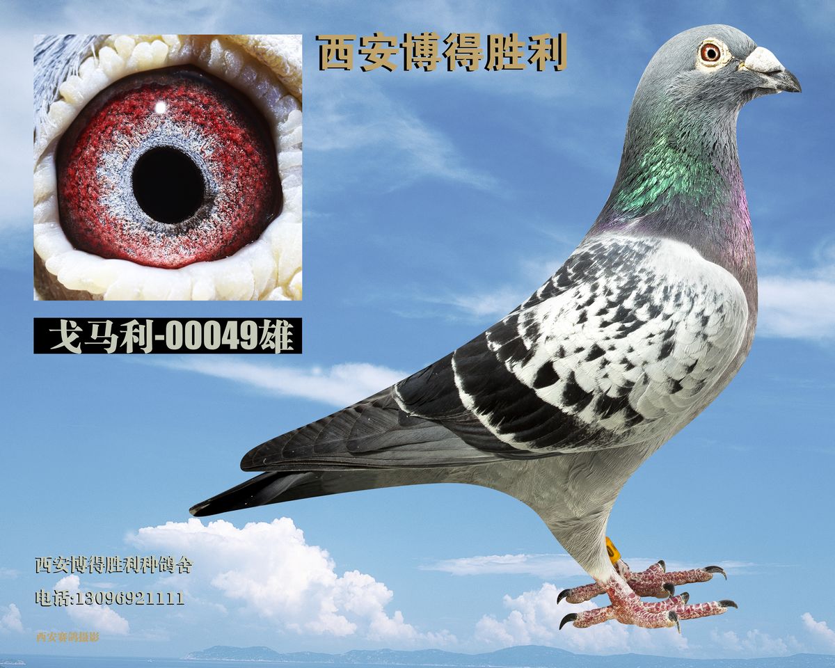 戈马利049