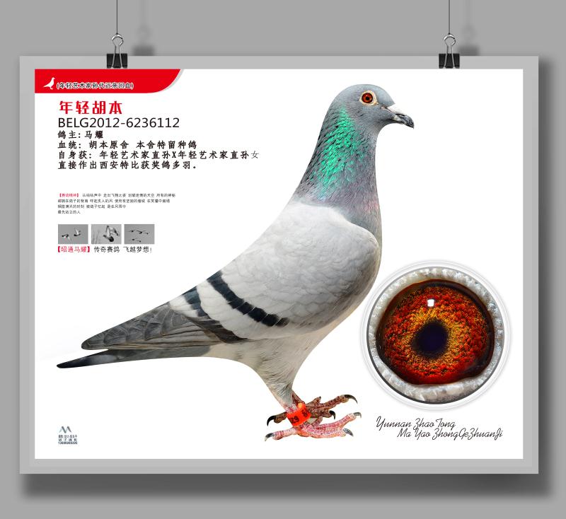 年轻艺术家近亲-云南傲翔鸽舍-中信网爱鸽商城