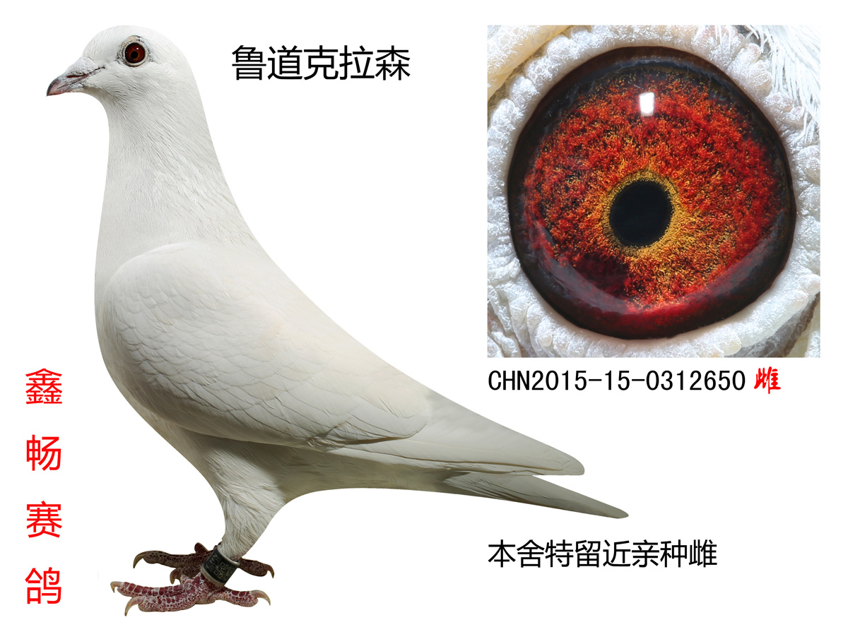 鲁道克拉森种雌