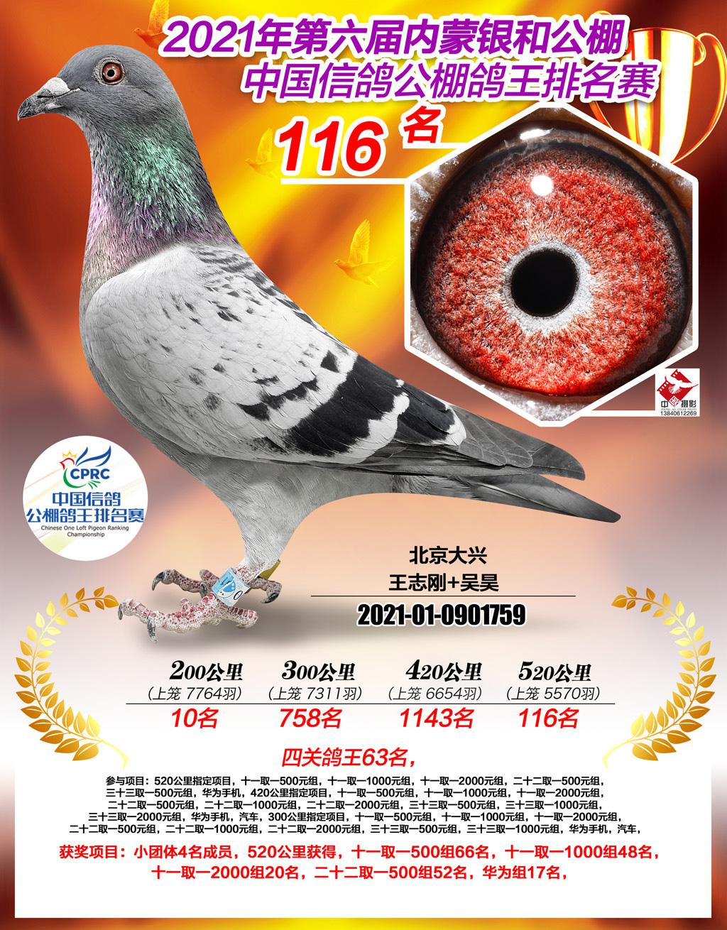 中信网铭鸽展厅- 信鸽|赛鸽|种鸽|子代鸽|外籍鸽|赛绩鸽|公棚鸽