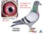 汇龙公棚决赛135名