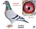 北京惠翔中国红决赛111名