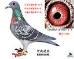 汇龙公棚决赛156名