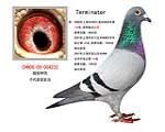 终结者  已友情转让吉林鸽友收藏