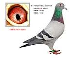 08年上海市幼鸽特比环92名 已售