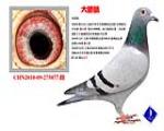 大眼睛 已转西安鸽友收藏