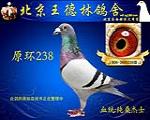 原环238  非卖品
