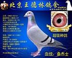 超级种鸽  非卖品