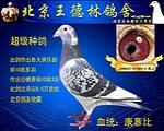 超级种鸽.非卖品