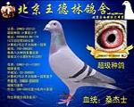 超级种鸽  非卖品