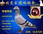 特留种鸽987