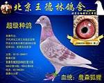 超级种鸽