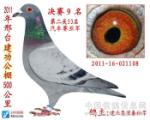 建功公棚决赛9名双关鸽王冠军