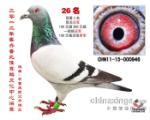 齐鲁兆佳鸽王冠军