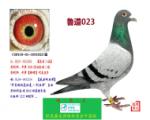 鲁道023