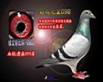 幼鸽之星098