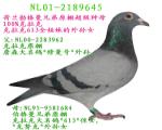伯格曼645