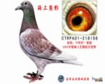 海上丽影