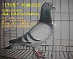 “178号”外孙5420