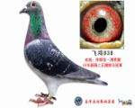 休斯肯.冯莱尔