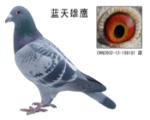 勃默德配詹森邦德007     蓝天雄鹰