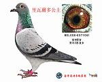 里瓦尔多公主