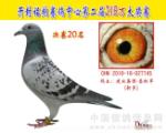 开封铭翔公棚决赛20名