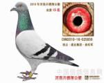 卉德翔公棚决赛15名