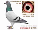 卉德翔公棚决赛78名