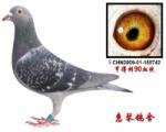 享得利90糸郝培伦先生赠送鸽作出