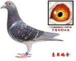 享得利90糸郝培伦先生赠送鸽作出