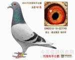 和平公棚决赛42名双关鸽王7名