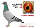 和平公棚加站赛42名