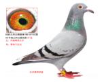 三和公棚奖鸽