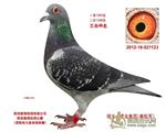 大秦公棚决赛48名