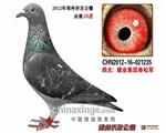 郑州侨友公棚决赛16名