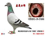 2011年金楚決賽季军