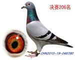 2010年深圳翔大公棚206名