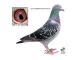 龙之梦（已售宁夏鸽友）