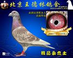 桑杰士985近亲种鸽    非卖品