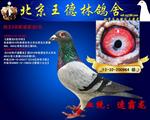 鸽王9名配速霸龙5名