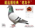 老灰子687
