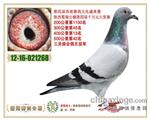 陕西曌翔公棚三关综合鸽王亚军以40万元拍