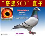 奇迹040--“奇迹500”直子